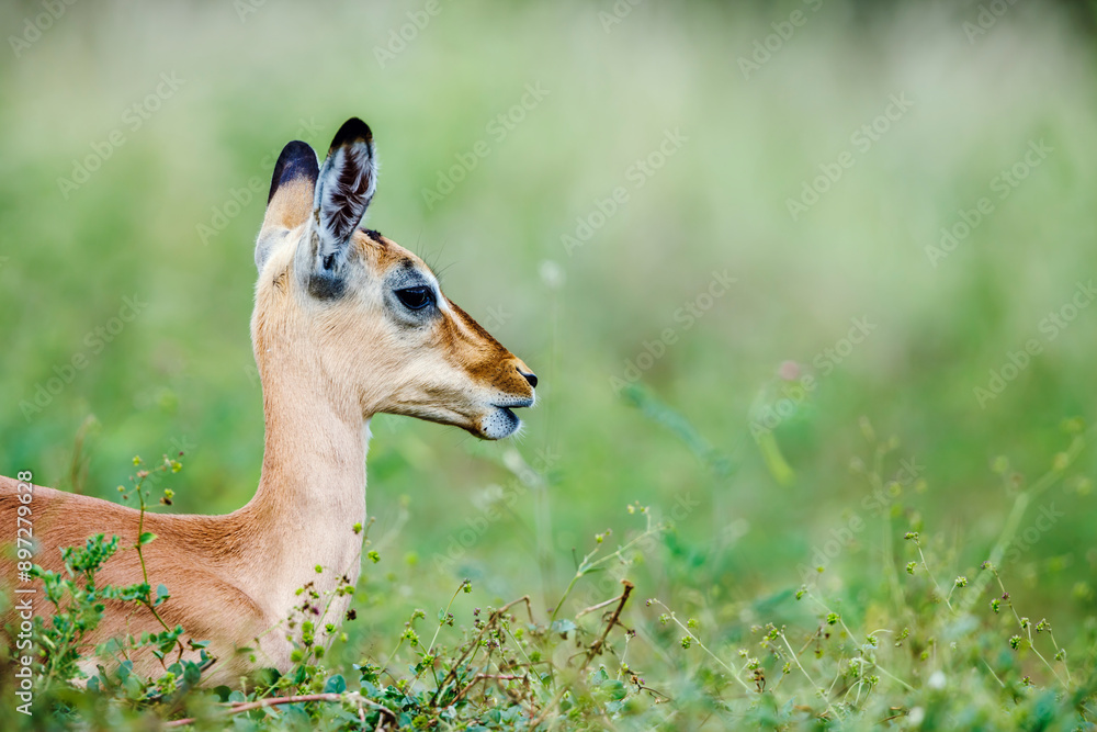 Young Common Impala portrait lying down in grass in Kruger National park, South Africa ; Specie Aepyceros melampus family of Bovidae Young Common Impala portrait lying down in grass in Kruger National park, South Africa ; Specie Aepyceros melampus family of Bovidae