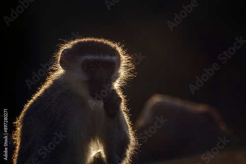 Photography Vervet monkey portrait in backlit sucking his thumb in Kruger National park, Sou