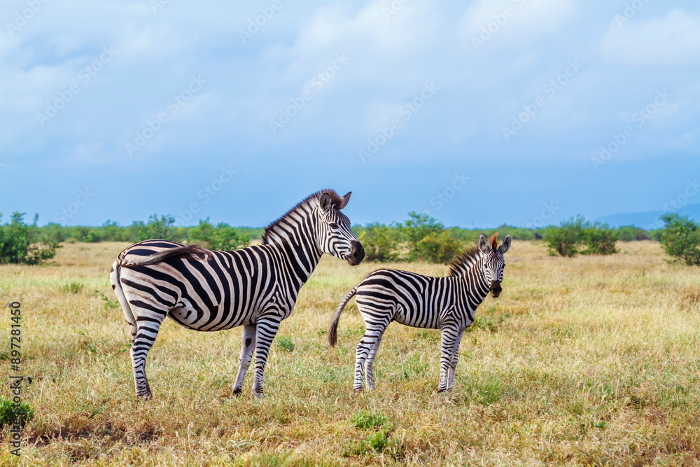 Naklejka premium Plains zebra female and cub in Kruger National park, South Africa ; Specie Equus quagga burchellii family of Equidae