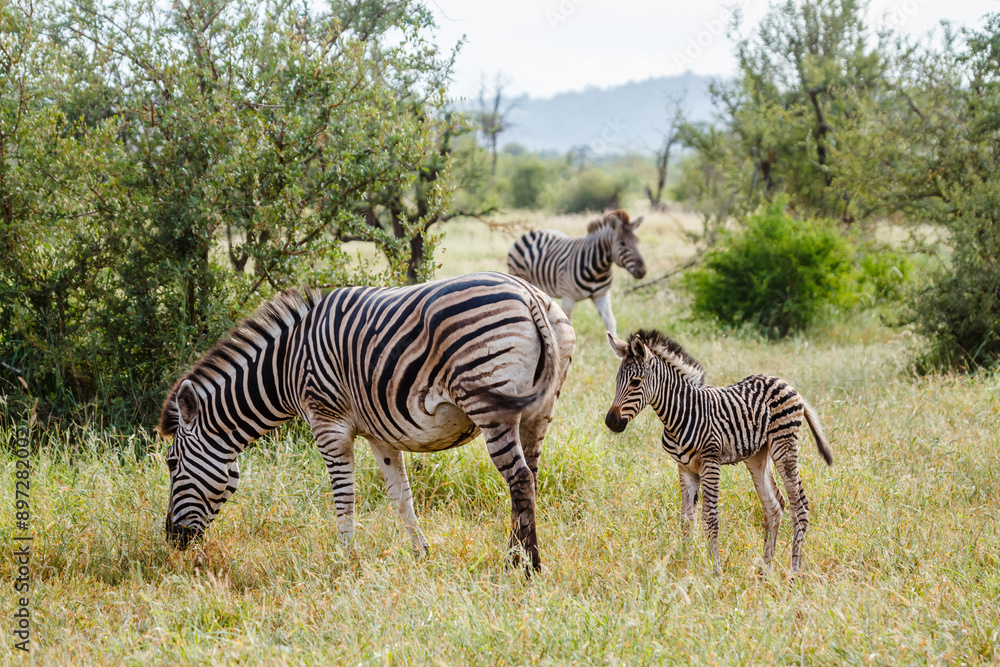 Obraz premium Plains zebra female and cub in Kruger National park, South Africa ; Specie Equus quagga burchellii family of Equidae
