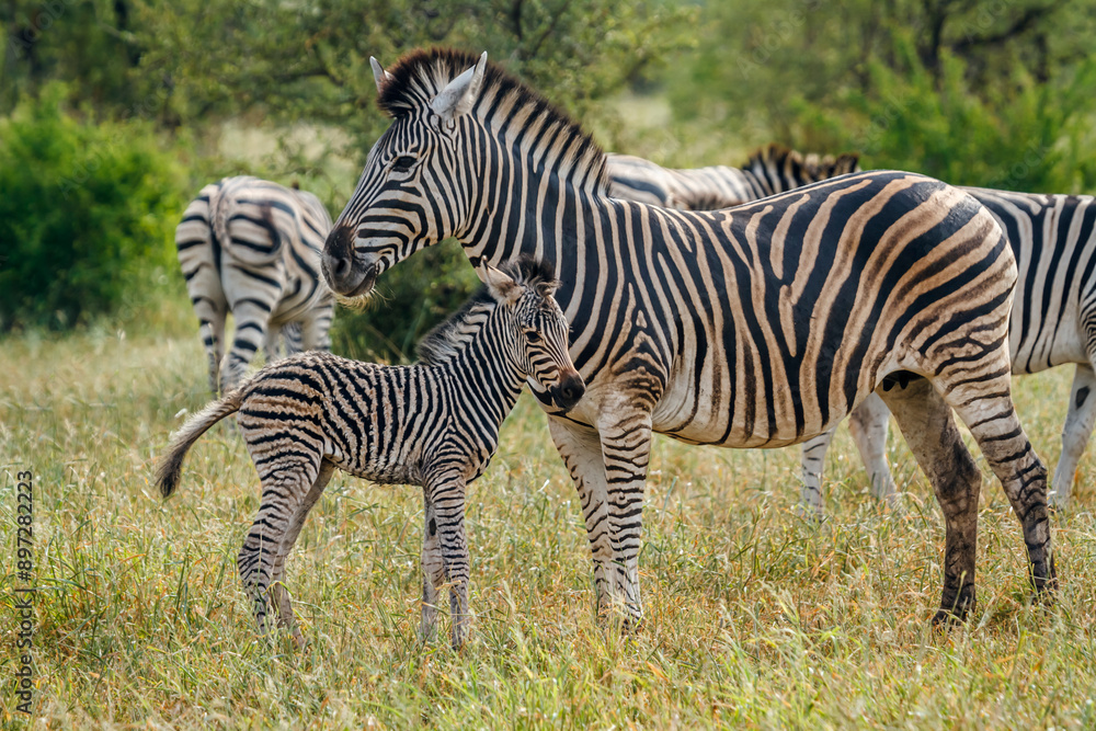 Plains zebra female and cub in Kruger National park, South Africa ; Specie Equus quagga burchellii family of Equidae Plains zebra female and cub in Kruger National park, South Africa ; Specie Equus quagga burchellii family of Equidae