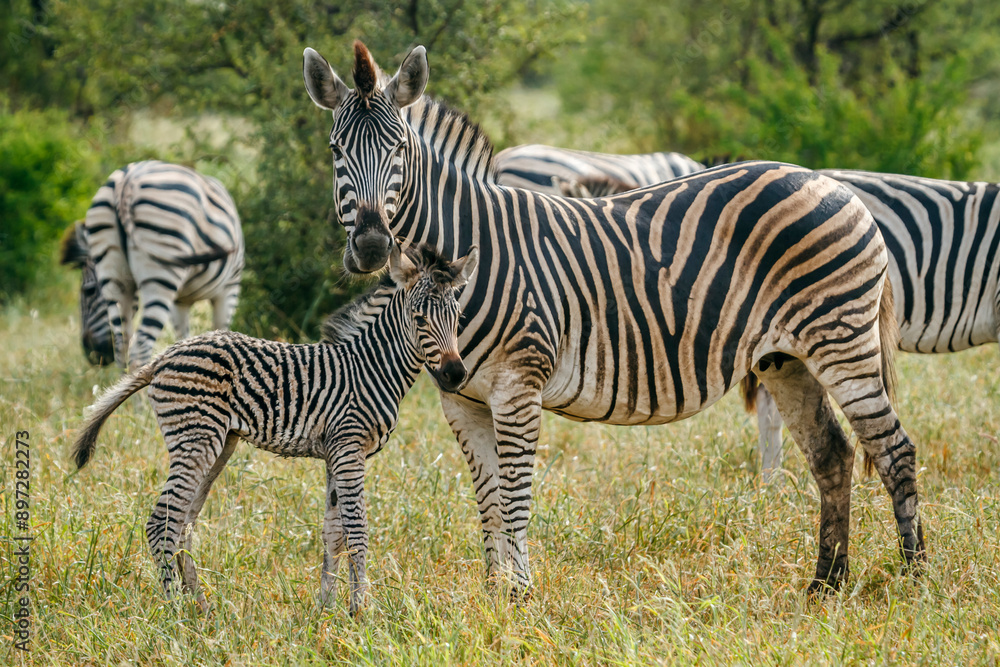 Plains zebra female and cub in Kruger National park, South Africa ; Specie Equus quagga burchellii family of Equidae Plains zebra female and cub in Kruger National park, South Africa ; Specie Equus quagga burchellii family of Equidae