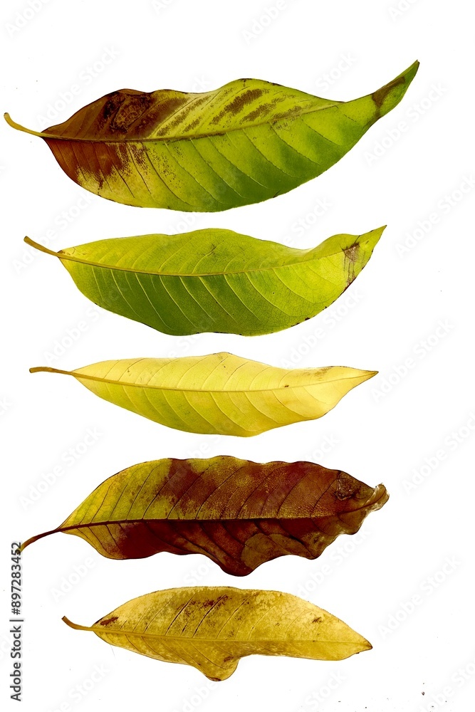 Collection Autumn leaves isolated on white Collection Autumn leaves isolated on white
