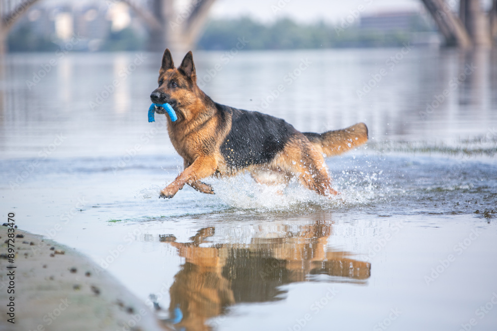 Shepherd dog on the river Shepherd dog on the river