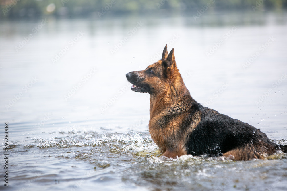 Shepherd dog on the river Shepherd dog on the river