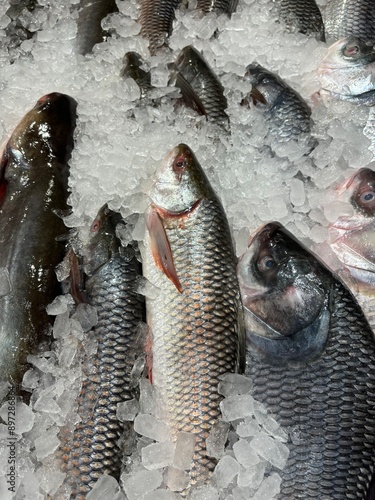 lively market scene featuring a variety of fresh fish displayed on ice. The fish, with their shimmering scales and vibrant colors, showcase the diversity of seafood available. This bustling fish marke