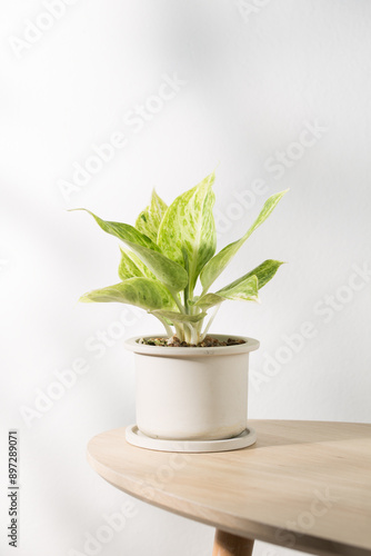 Chinese Evergreen or Aglaonema sp Rapngoenrapthong plant in pot. photo