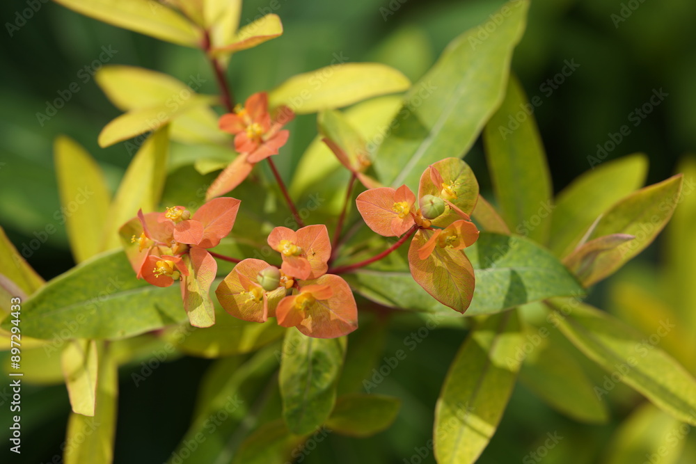 Euphorbia griffithii, the Griffith's spurge, is a species of flowering plant in the spurge family Euphorbiaceae, native to Bhutan, Tibet and south west China. Hanover Berggarten, Germany. Euphorbia griffithii, the Griffith's spurge, is a species of flowering plant in the spurge family Euphorbiaceae, native to Bhutan, Tibet and south west China. Hanover Berggarten, Germany.