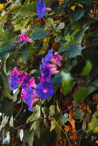 flowers in the garden