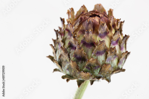 Cardoon - Cynara cardunculus photo