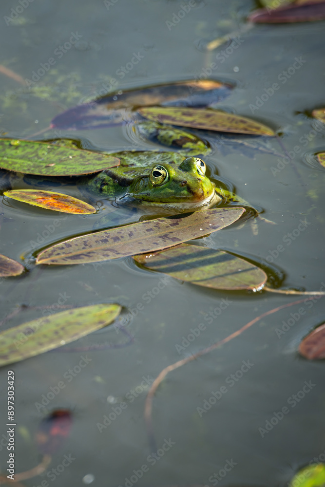 Fototapeta premium A green leafhopper rests in the water.