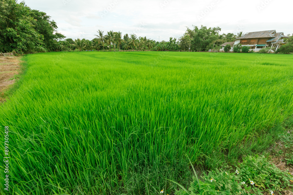 Obraz premium Green rice tree in the field