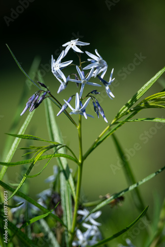 Beautiful blue amsonia star flowers. photo