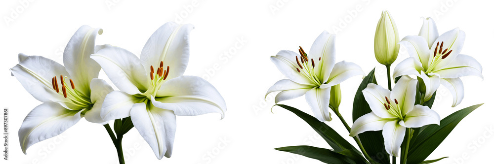 White lily flowers isolated on a transparent background, spring flowers White lily flowers isolated on a transparent background, spring flowers