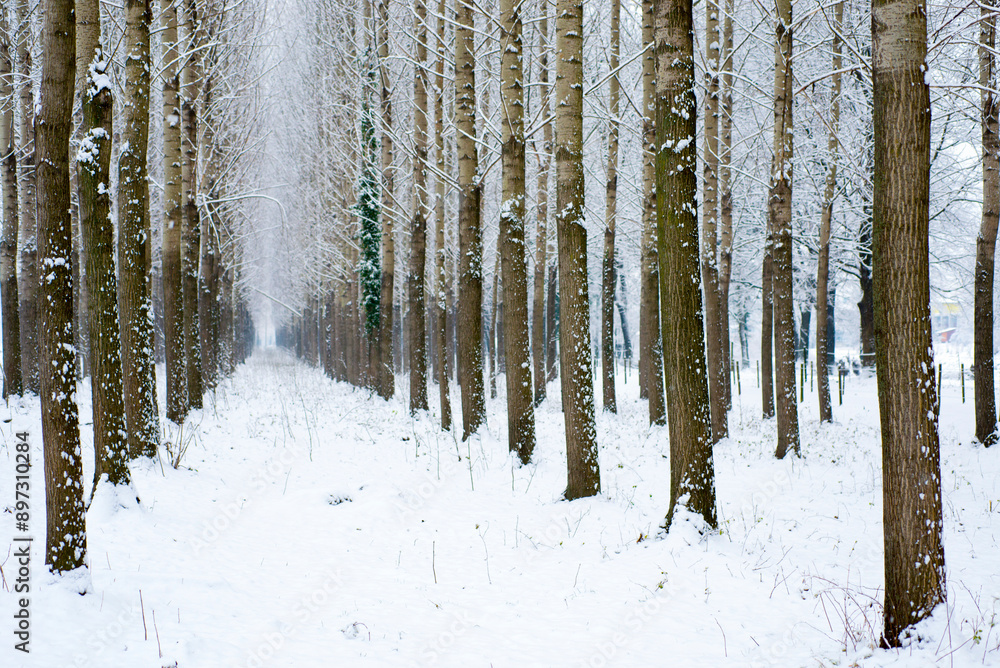 Fototapeta premium Winter Forest with Bare Trees in a Row and Snow in Locarno, Ticino, Switzerland.