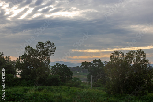 Wallpaper Mural The close background of the green rice fields, the seedlings that are growing, are seen in rural areas as the main occupation of rice farmers who grow rice for sale or living. Torontodigital.ca