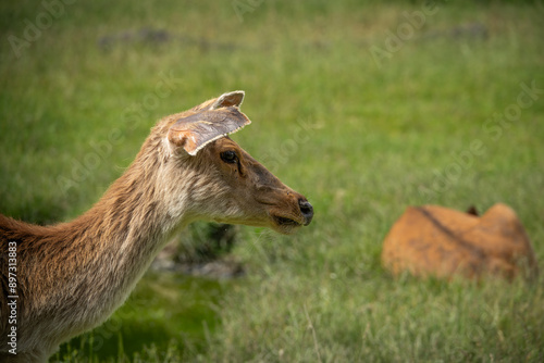 Female deer in head detail. photo