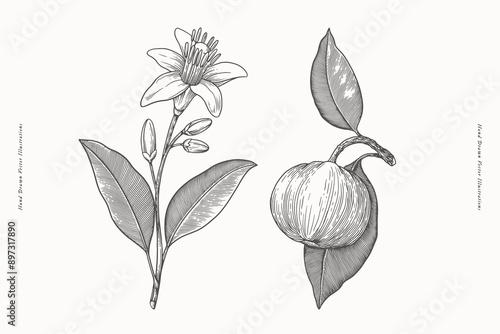 Flowers and fruit of scented neroli in engraving style. Fragrant tropical plant. Botanical vector illustration for floral design in perfumery and cosmetology.