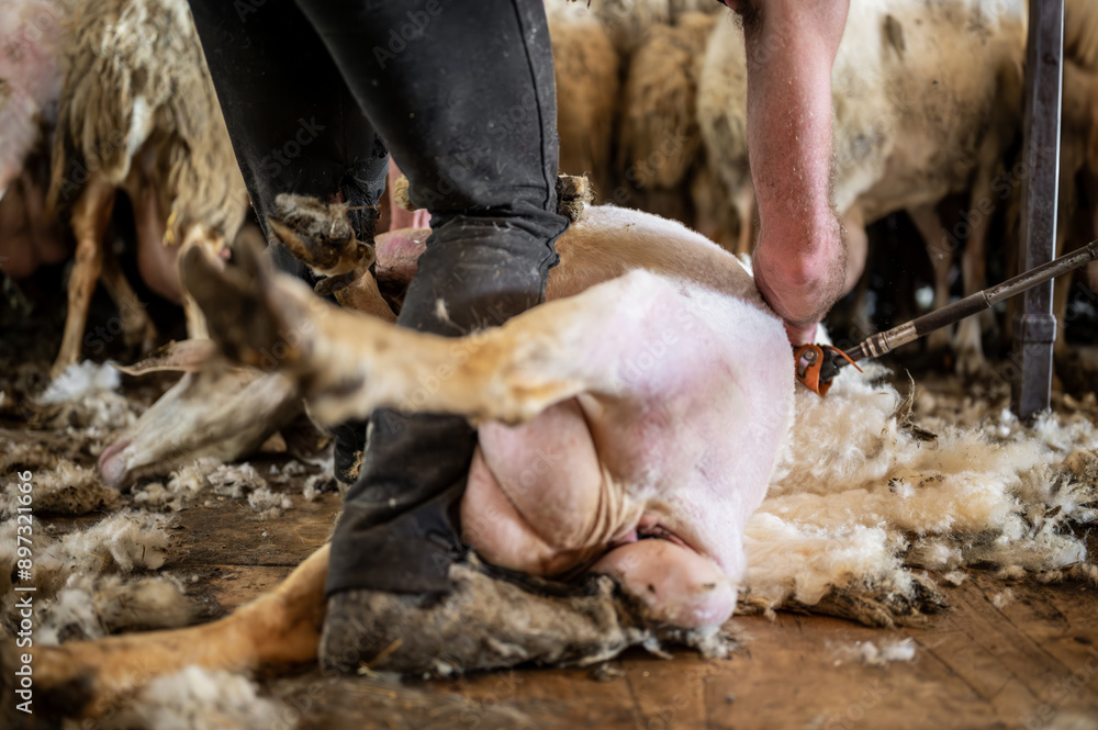 Sheep wool shearing by farmer. Shearing the wool from sheep . Sheep wool shearing by farmer. Shearing the wool from sheep .