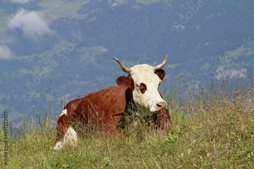 Tableau sur toile ruminant à la montagne 2024
