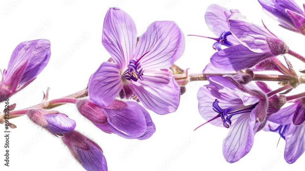 Fototapeta premium Fabaceae flower blooming in spring, isolated against a white background.
