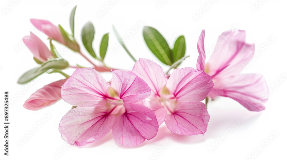 Fabaceae flower blooming in spring, isolated against a white background. Fabaceae flower blooming in spring, isolated against a white background.