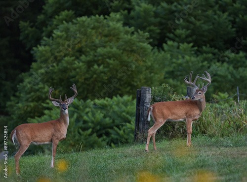 A Pair of Bucks Emerge from the Woods at Dusk