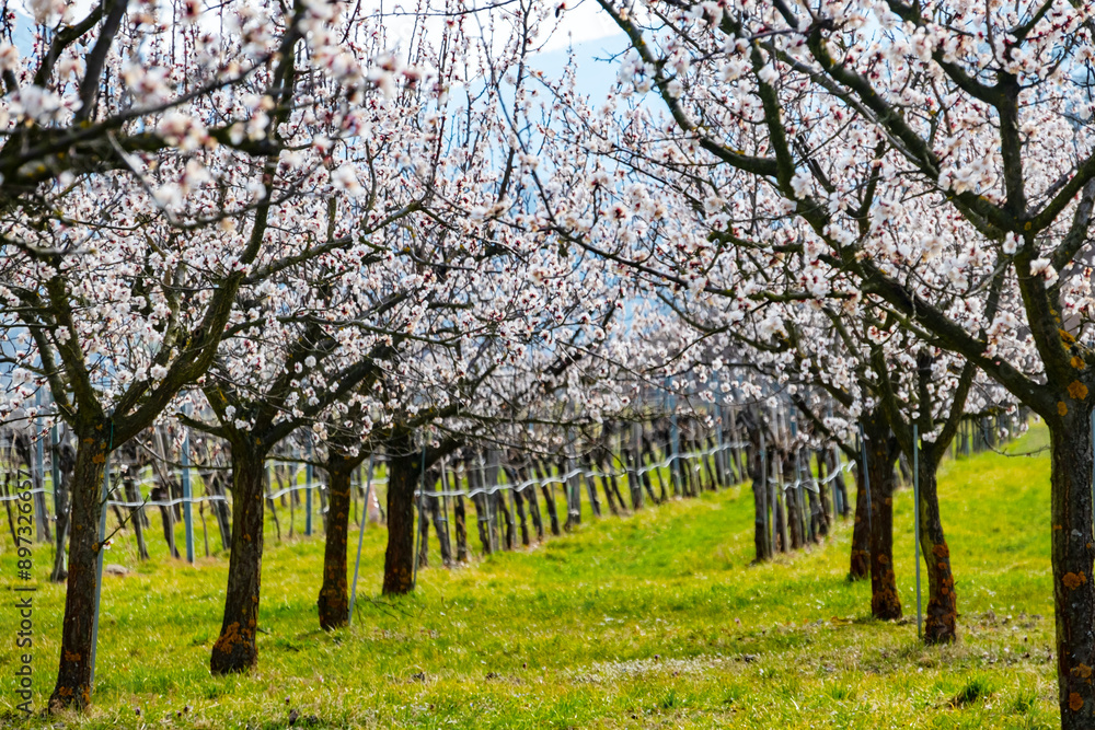 Apricot garden bloom in the Wachau valley, Lower Austria Apricot garden bloom in the Wachau valley, Lower Austria
