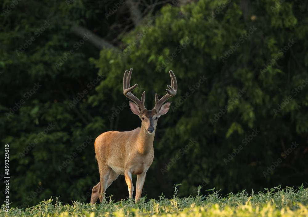 Handsome Buck Emerges from the Woods Handsome Buck Emerges from the Woods