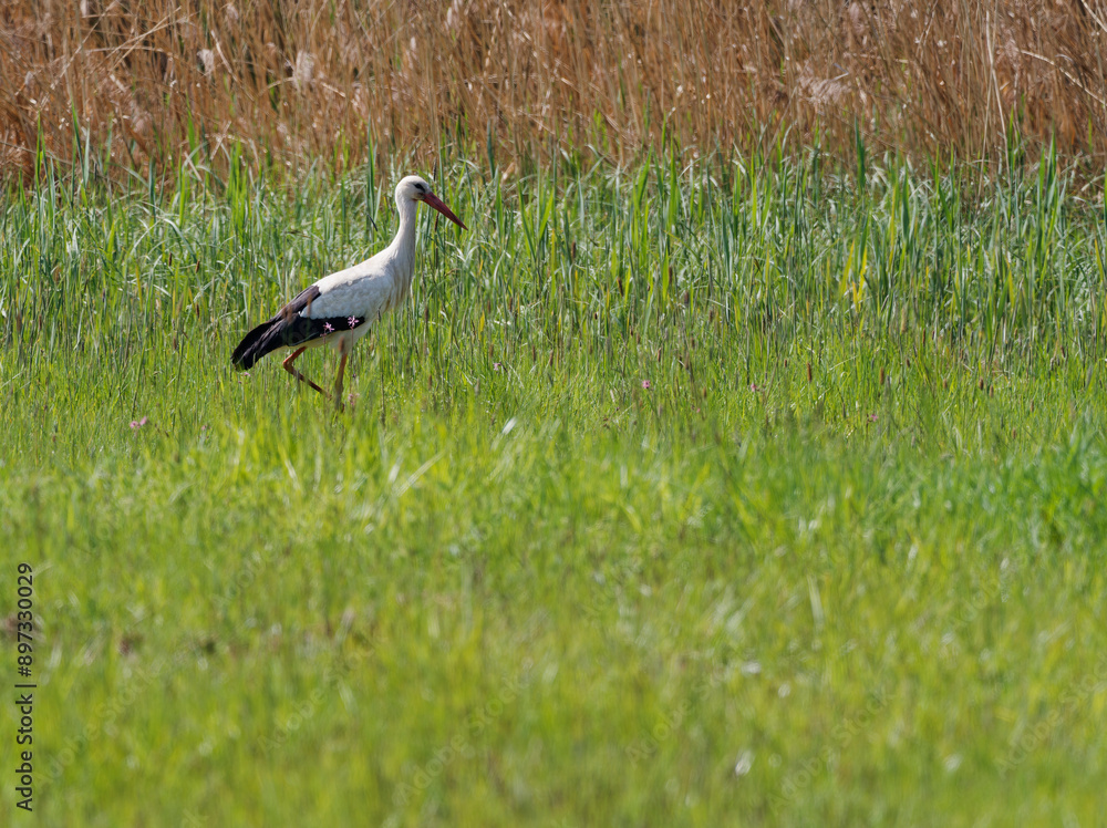 Obraz premium Weissstorch, Ciconia ciconia.