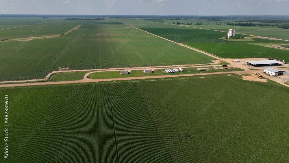 Obraz premium Landscape with fertile green farmland in Mississippi, crops growing in sunshine during summer months