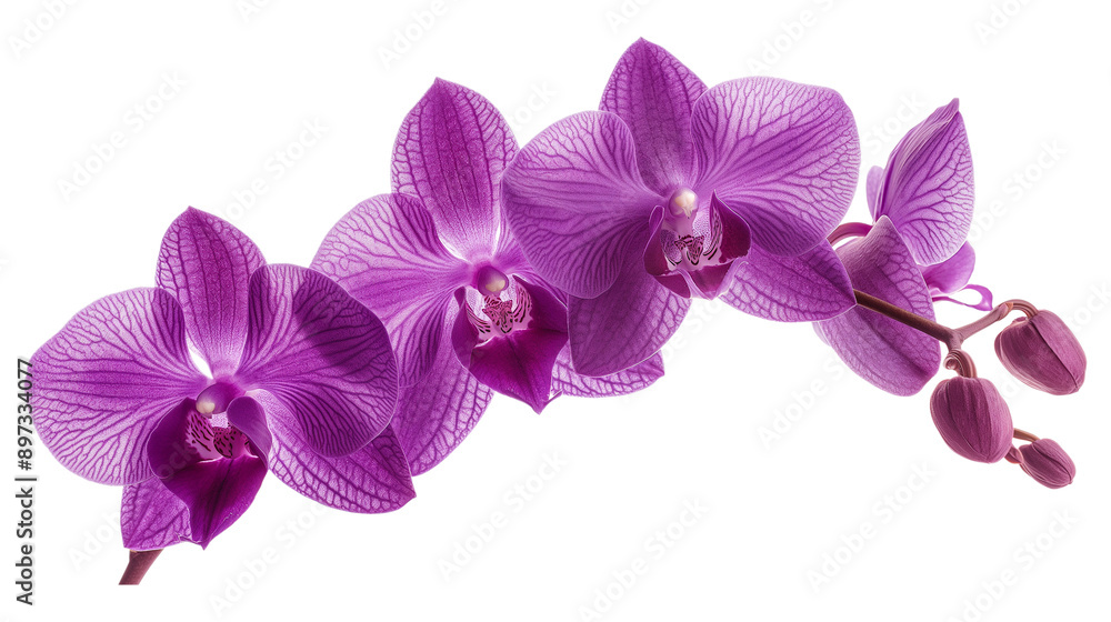 A row of purple orchids with a white background A row of purple orchids with a white background