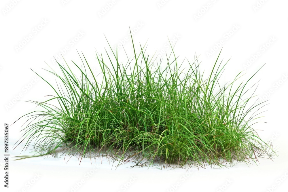 A single bunch of fresh green grass sitting on a white surface, ideal for illustrations or designs A single bunch of fresh green grass sitting on a white surface, ideal for illustrations or designs