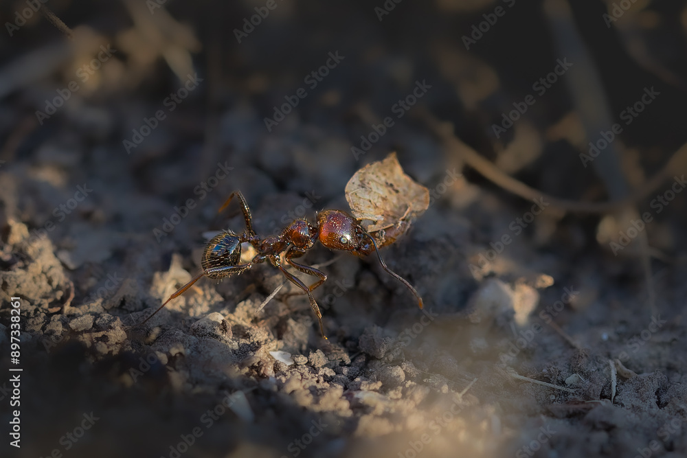close up of an ant close up of an ant