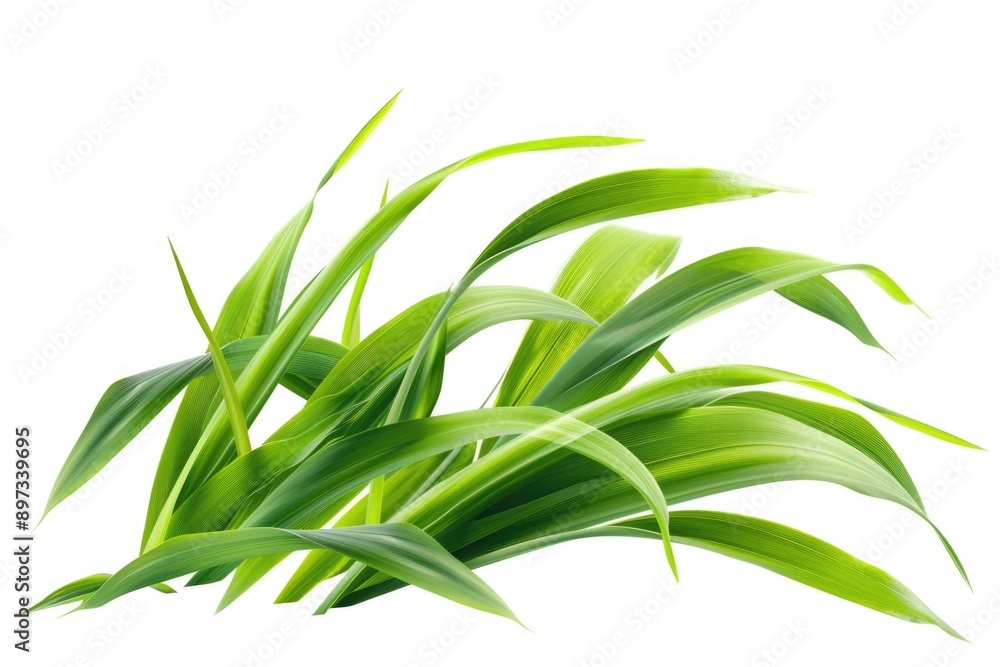 Close-up photo of a green plant against a clean white background, great for nature and botanical illustrations Close-up photo of a green plant against a clean white background, great for nature and botanical illustrations