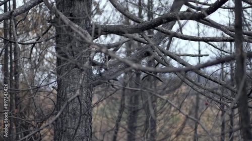 Wallpaper Mural A forest with dead trees and branches from large fire. Aftermath scene is somber and desolate Torontodigital.ca