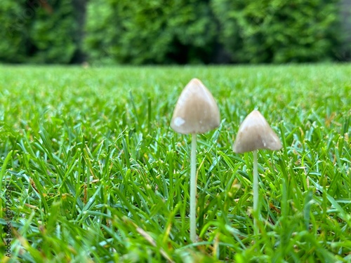 Toadstool mushroom on the lawn, close-up.Parasitic mushrooms on a green lawn in the yard.