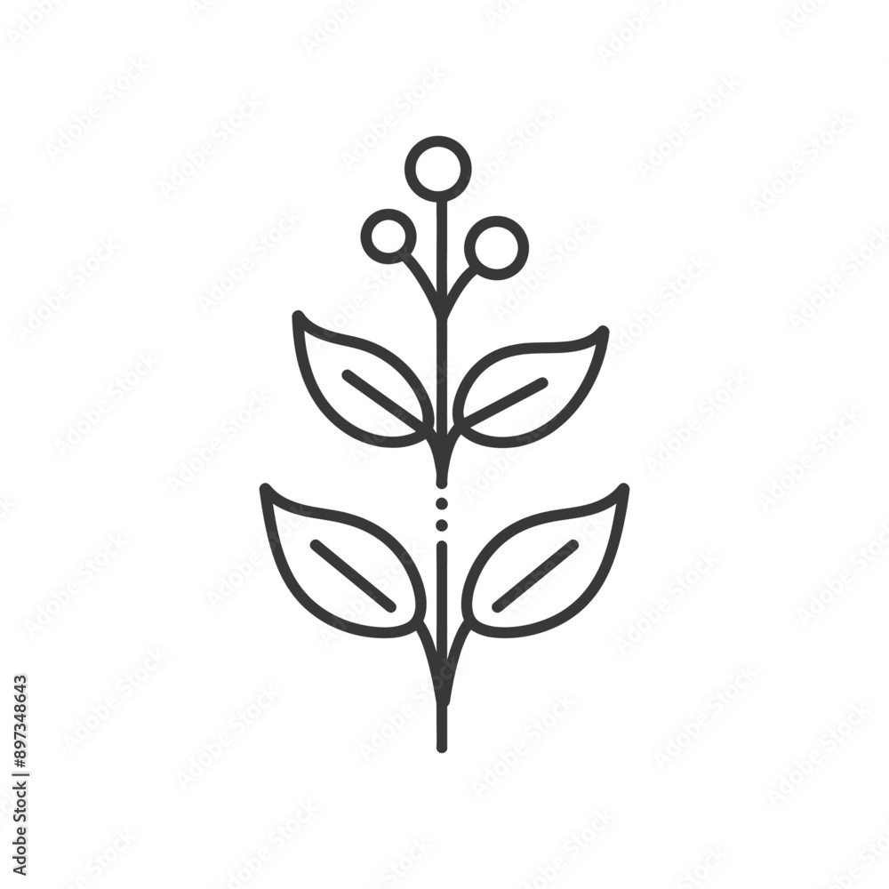 Simple Line Drawing of a Plant with Four Leaves and Three Berries Simple Line Drawing of a Plant with Four Leaves and Three Berries