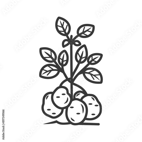Line Drawing of a Potato Plant with Underground Tubers
