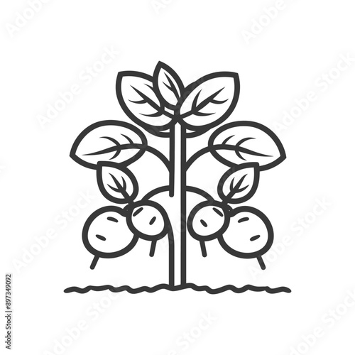 Line art illustration of a potato plant with two potatoes