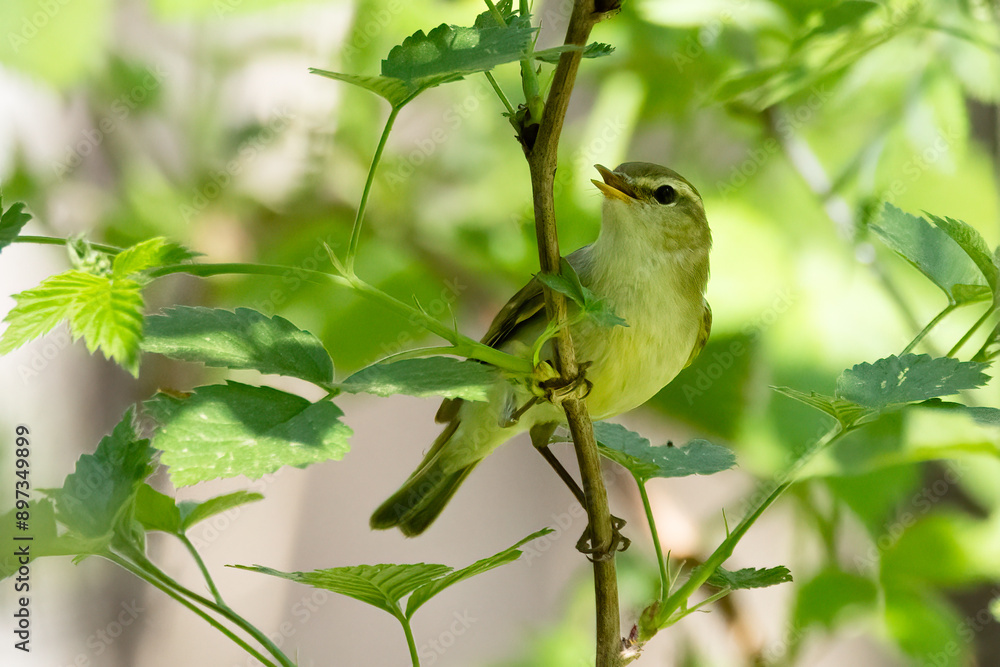 Obraz premium Greenish Warbler