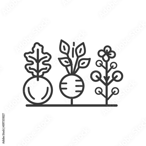 Line art illustration of three different plant species