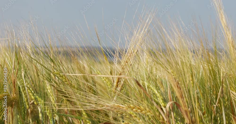Golden wheat ears are swaying by wind, closeup view in agricultural field in summer day, growing cereals. Ears rye in slow motion. Harvest Crop Barley on farm. Golden wheat ears are swaying by wind, closeup view in agricultural field in summer day, growing cereals. Ears rye in slow motion. Harvest Crop Barley on farm.