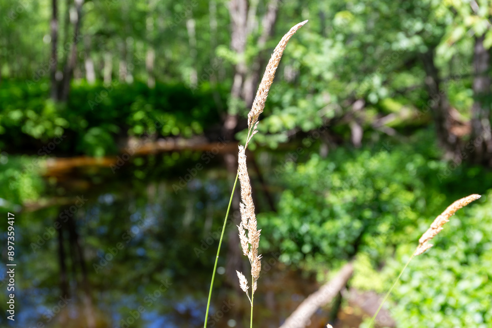 Weeds growing in the foreground with a stream blurred in the background. Weeds growing in the foreground with a stream blurred in the background.