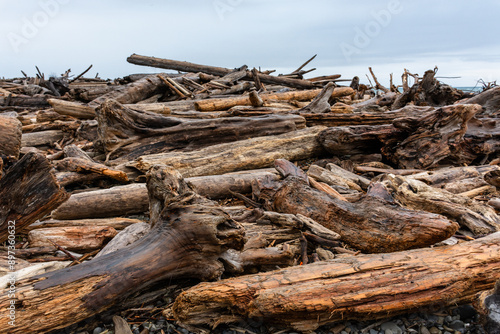 stump in the woods