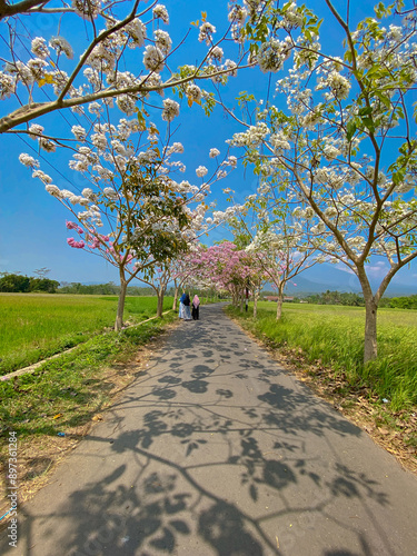 Asphalt road with flower plants on the right and left. Tabebuya flower. Flowers are identical to cherry blossoms.