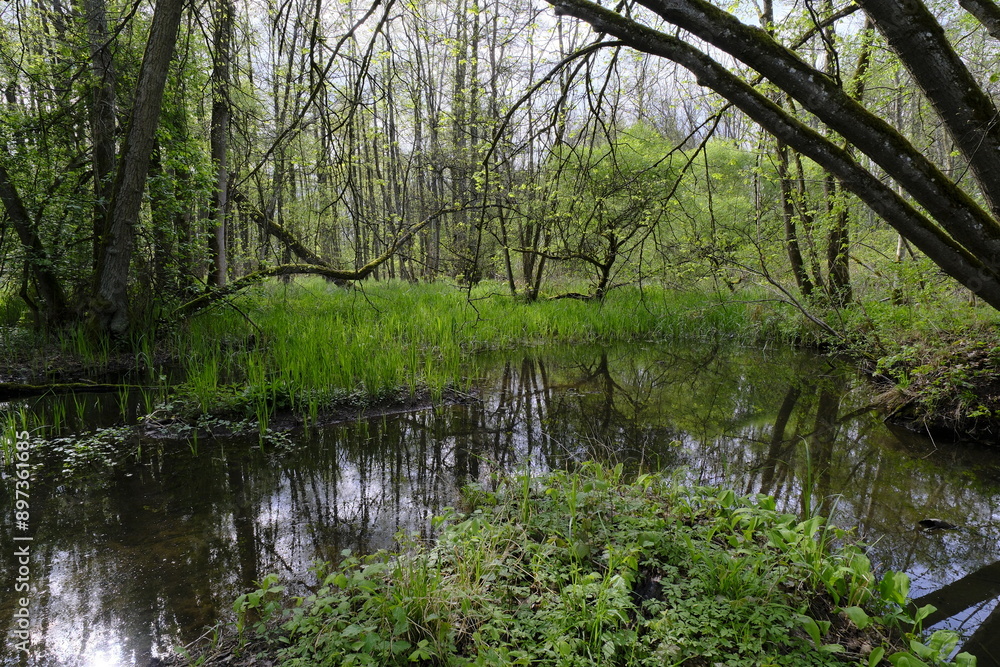 Dolinen im NSG Grettstädter Riedwiesen, Landkreis Schweinfurt, Unterfranken, Bayern, Deutschland. Dolinen im NSG Grettstädter Riedwiesen, Landkreis Schweinfurt, Unterfranken, Bayern, Deutschland.