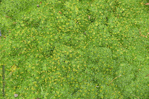 Azorella trifurcata en été au jardin photo