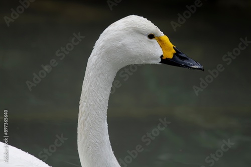 Bewick's swan (Cygnus bewickii), a subspecies of the tundra swan (Cygnus columbianus). photo