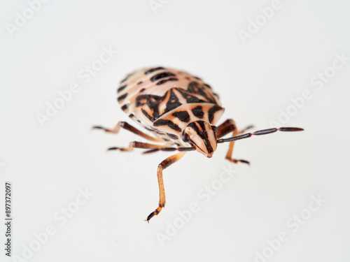 Bug in nymph phase, pre-adult stage in a white background. Variegated Fruit Bug. Codophila varia.  photo